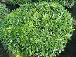 Pittosporum Tobira