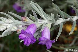 Eremophila Nivea