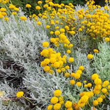 Santolina chamaeciparissus v20 cm