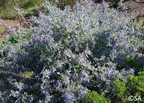Teucrium azureum fruticans