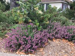 Teucrium lucidrys v18 cm