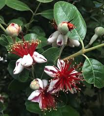 Acca FEIJOA v22