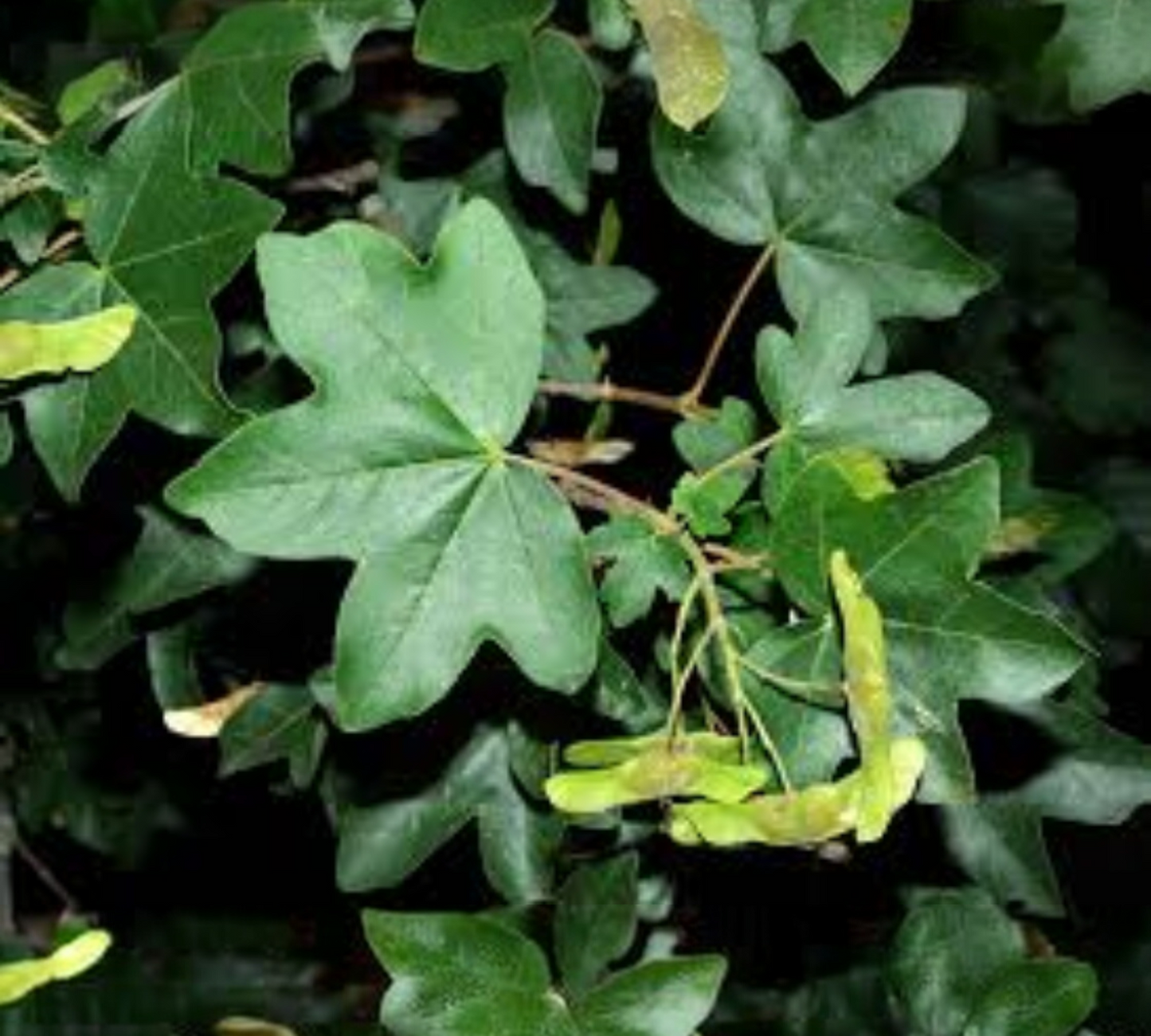 ACER CAMPESTRE v60 cm 10/12