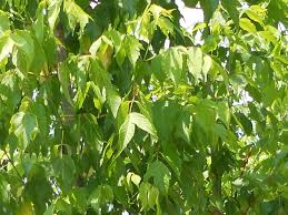 ACER NEGUNDO v40 10/12