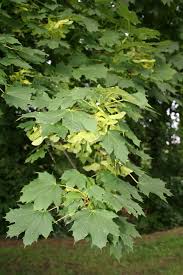 ACER PLATANOIDES v40 12/14