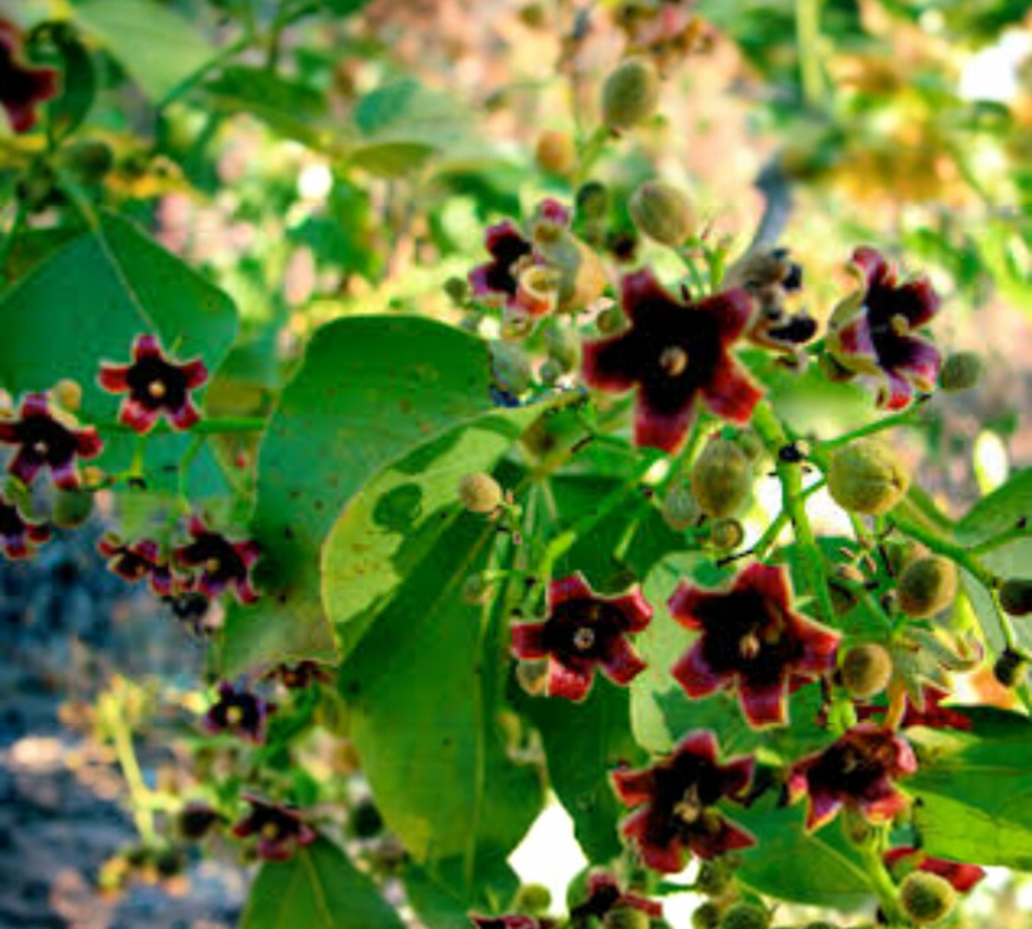 Brachychiton Diversifolius (Kurrajong) Albero Australiano - Vaso 24cm