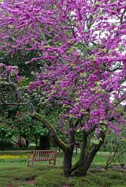 CELTIS AUSTRALIS 12/14 v40 cm