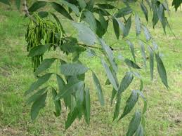FRAXINUS EXCELSIOR v40 12/14