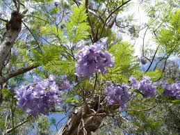 JACARANDA MIMOSAEFOLIA