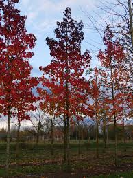 LIQUIDAMBAR v40 12/14