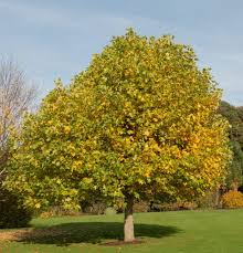 LIRIODENDRON TULIPIFERA