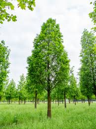 METASEQUOIA v60 14/16