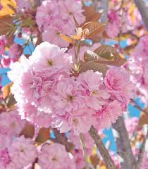 PRUNUS SERRULATA KANZAN 8/10 v 40 CM