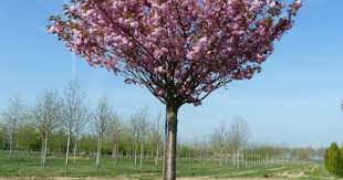 Prunus Serrulata Kanzan (Ciliegio Giapponese) Fiori Rosa Doppi - Vaso 40cm 8/10