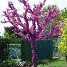 Cercis Siliquastrum v24