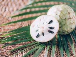 Annona Cherimola (Chrimoyo) v 30 cm