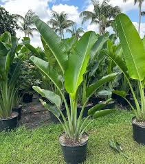 Ravenala madagascariensis Ht200-250cm C25L