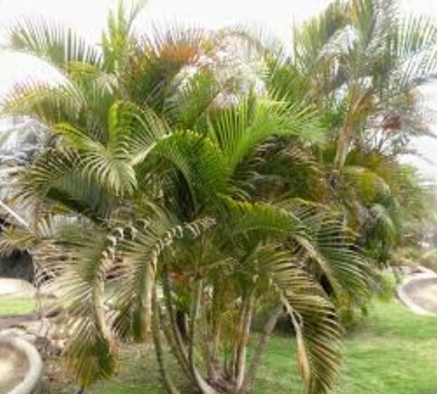 Areca lutescens ht200cm C35L
