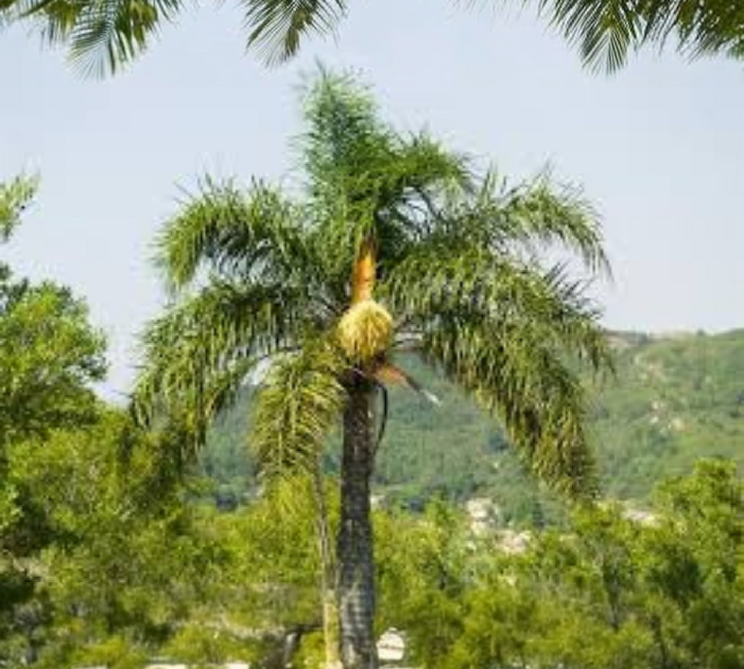 Syagrus Romanzoffiana