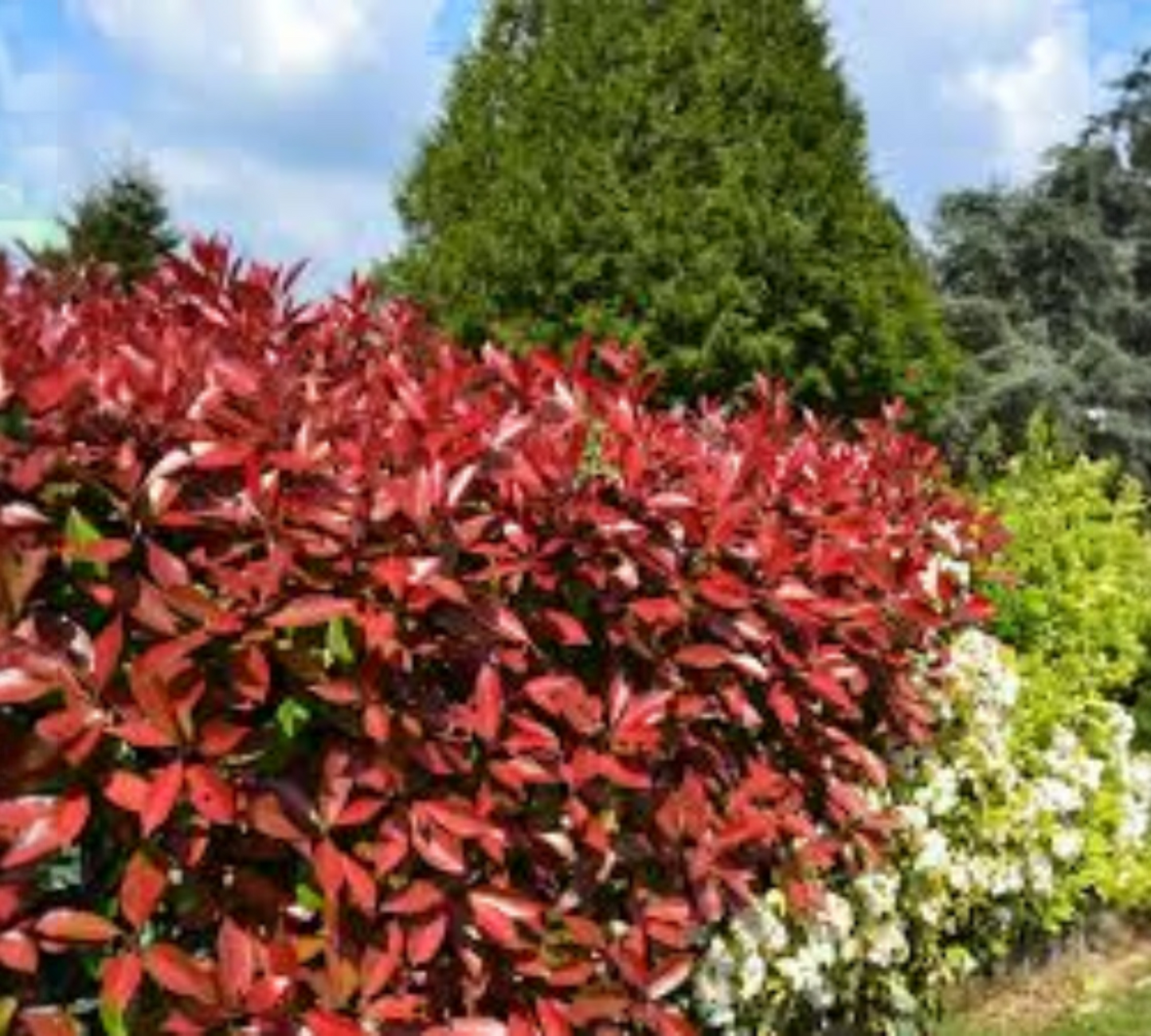 Photinia Red Robin v18 cm