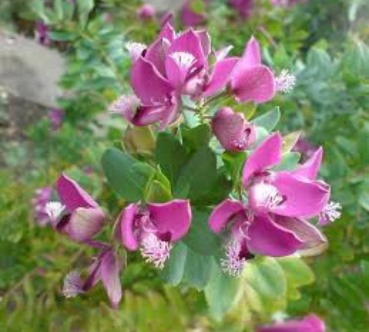 Polygala Mirtyfolia 22/24 cm