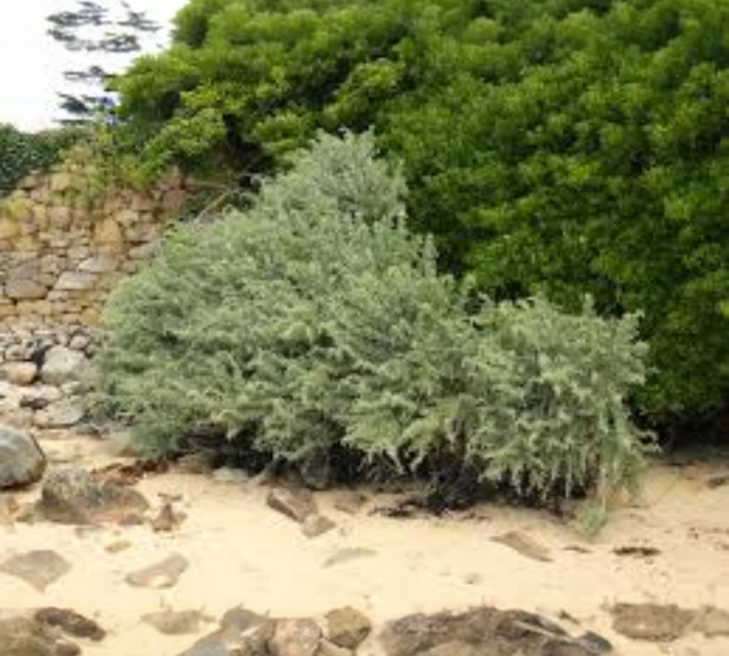 Atriplex halimus v18 cm