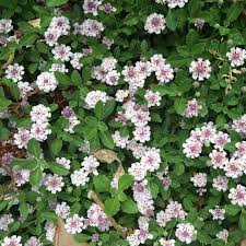 Lippia Nodiflora