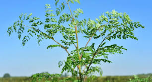 Moringa oleifera C7L