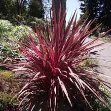 Cordyline purpurea