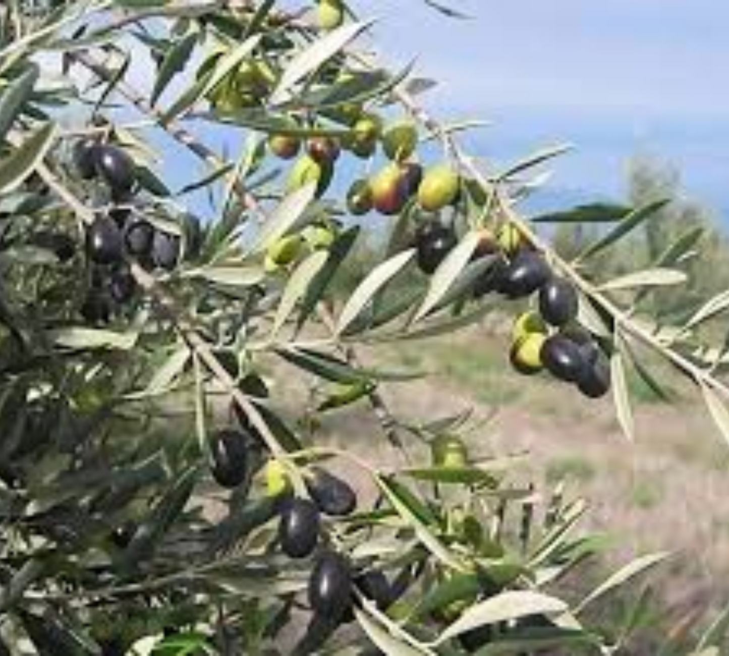 Ulivo Frantoio