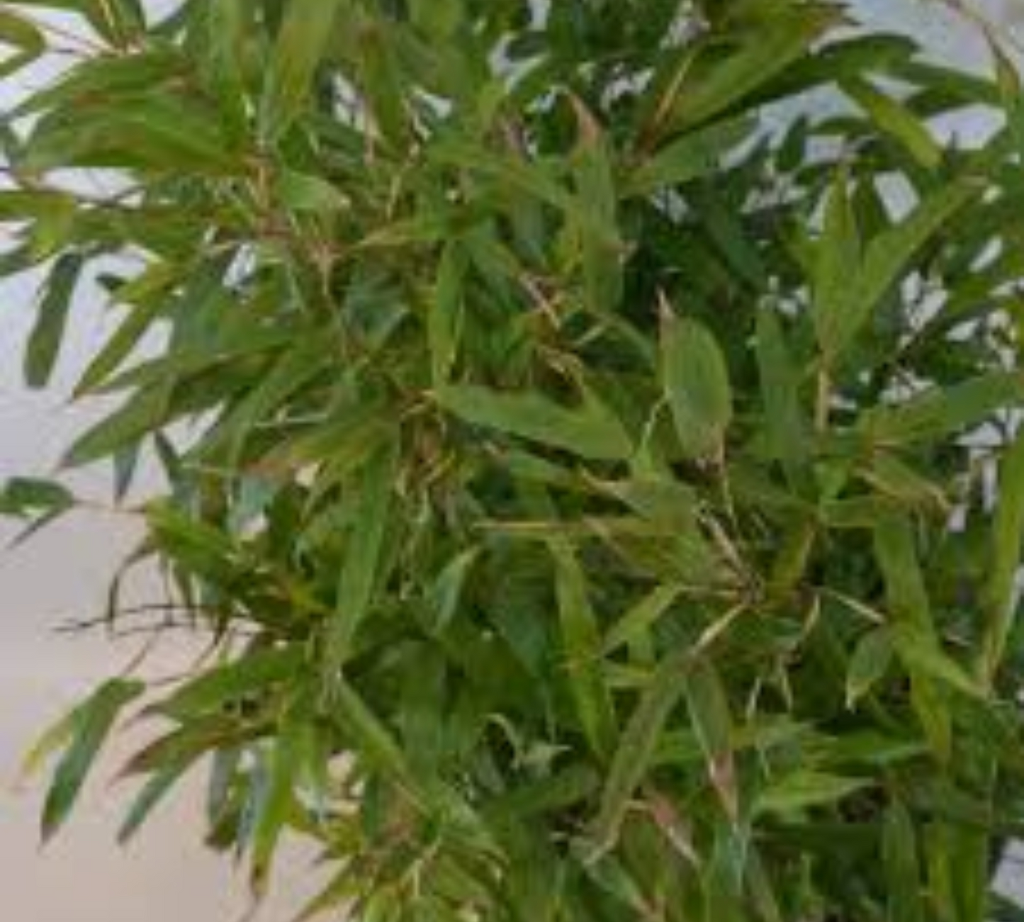 Bambu humilis v30 cm