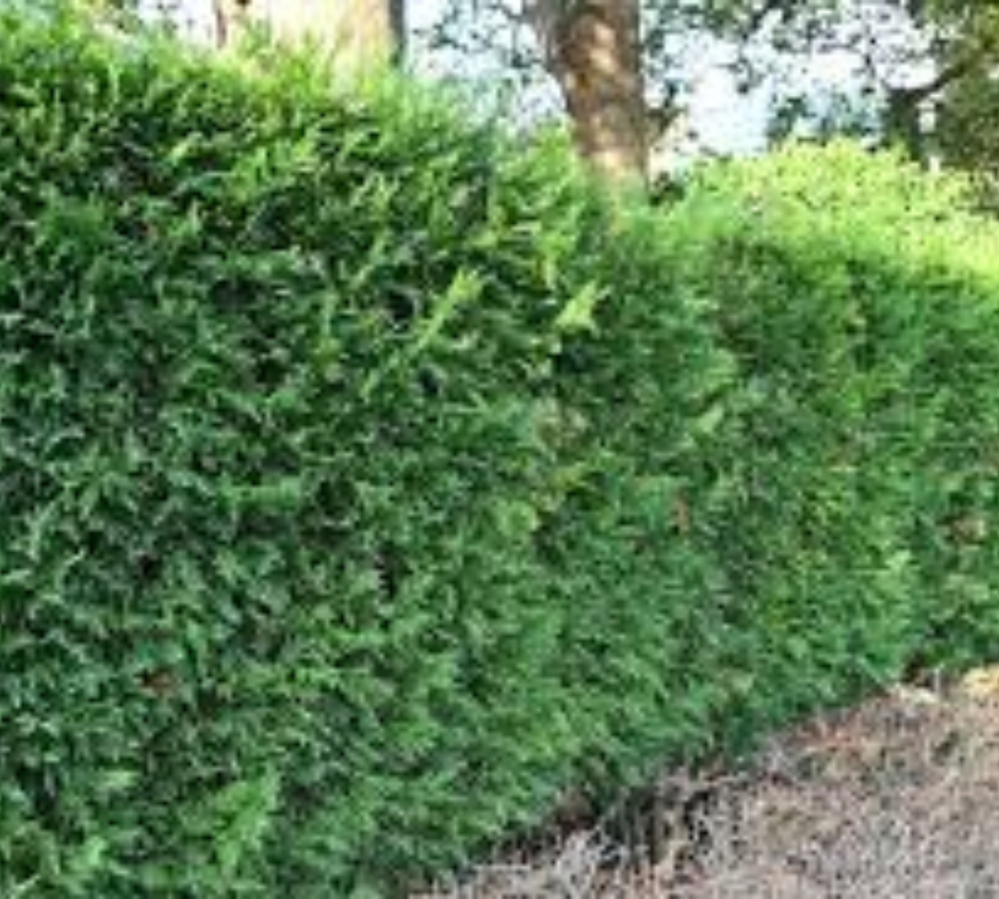 Cupressocyparis leylandii