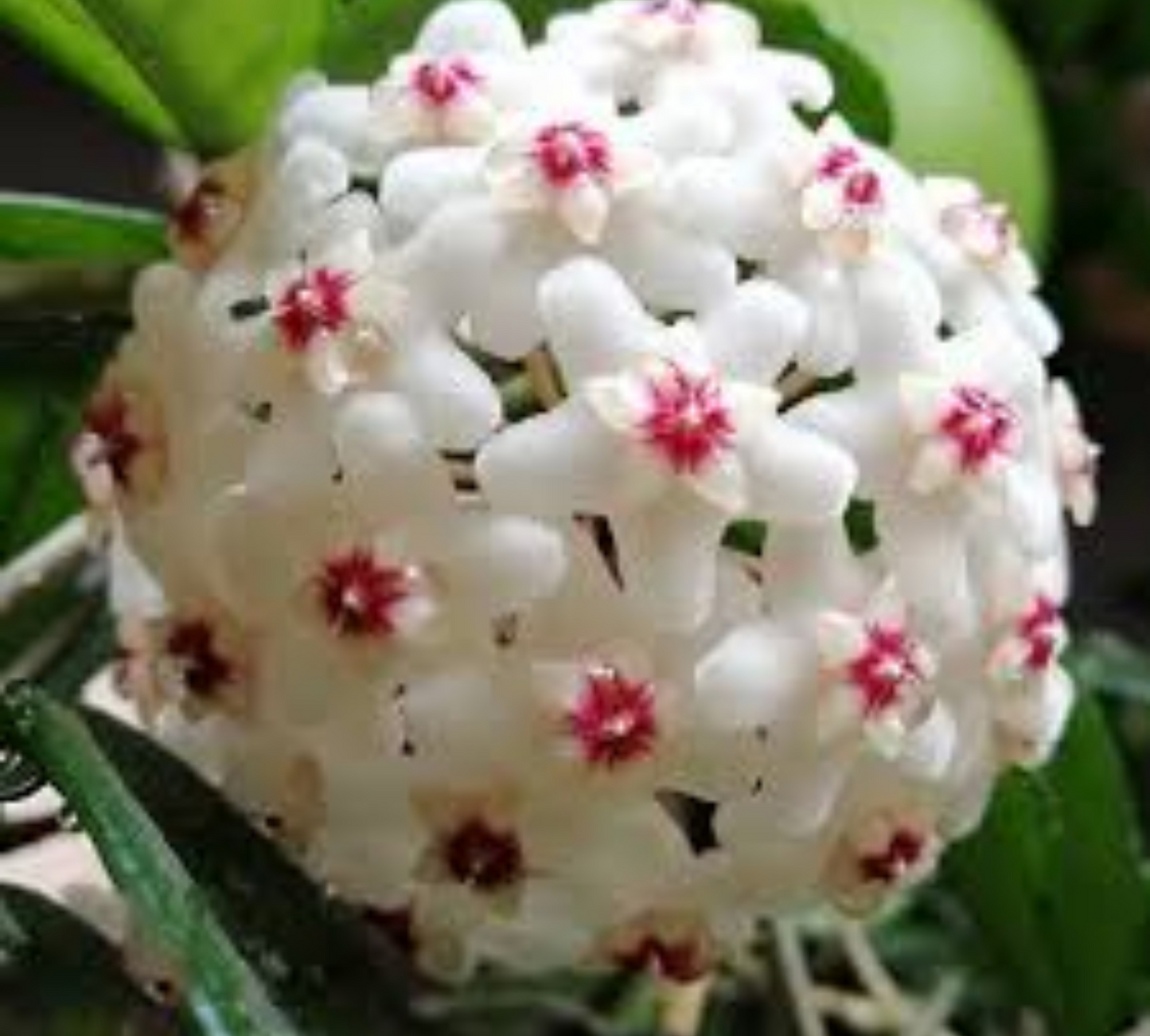 HOYA CARNOSA