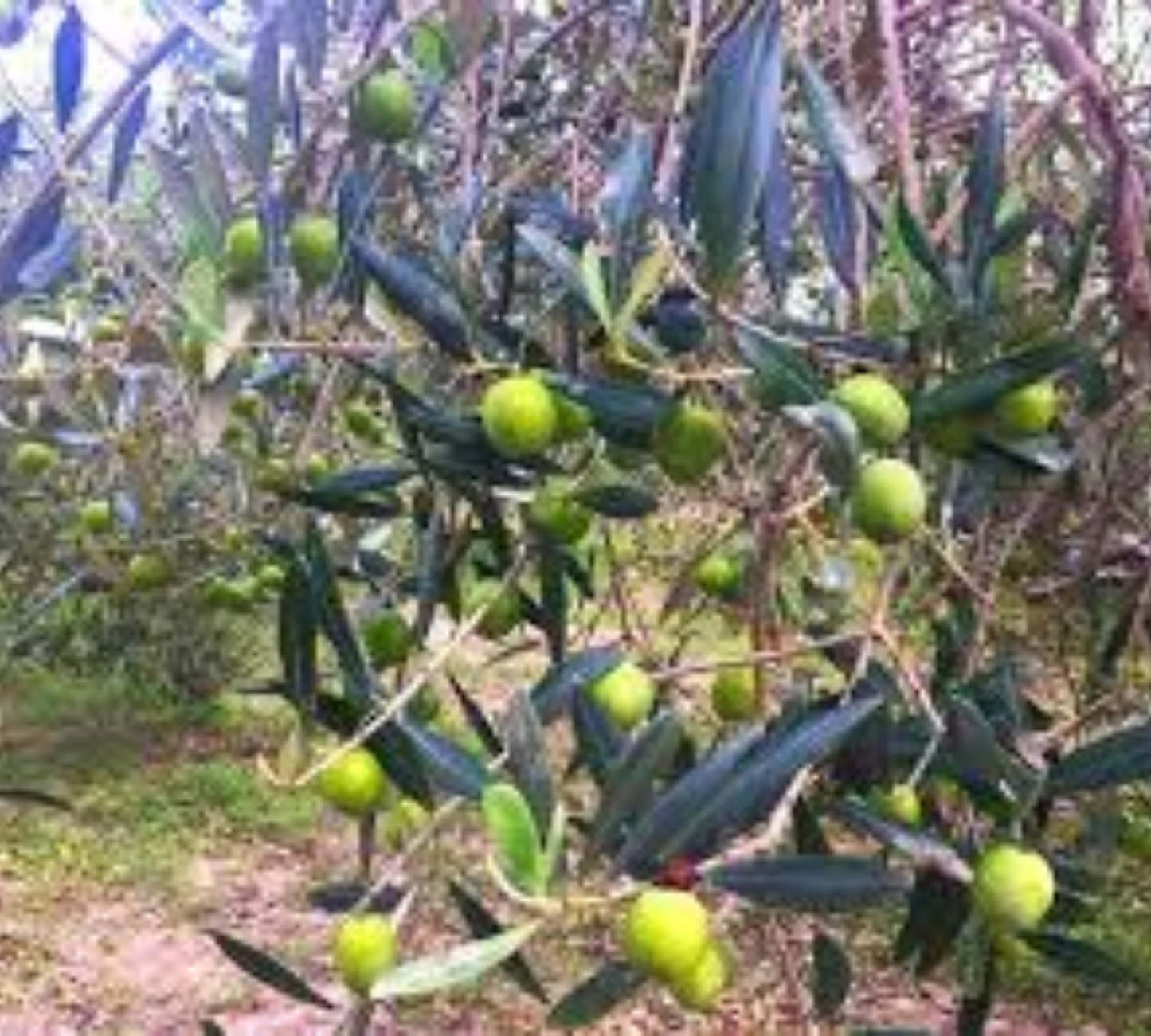 Ulivo Nera di Villacidro v20 cm