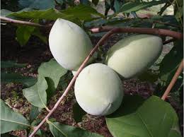 Tamarillo – Albero dei Pomodori | Vaso 14 cm