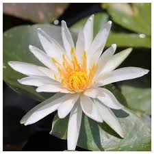 Nymphaea Arc En Ciel