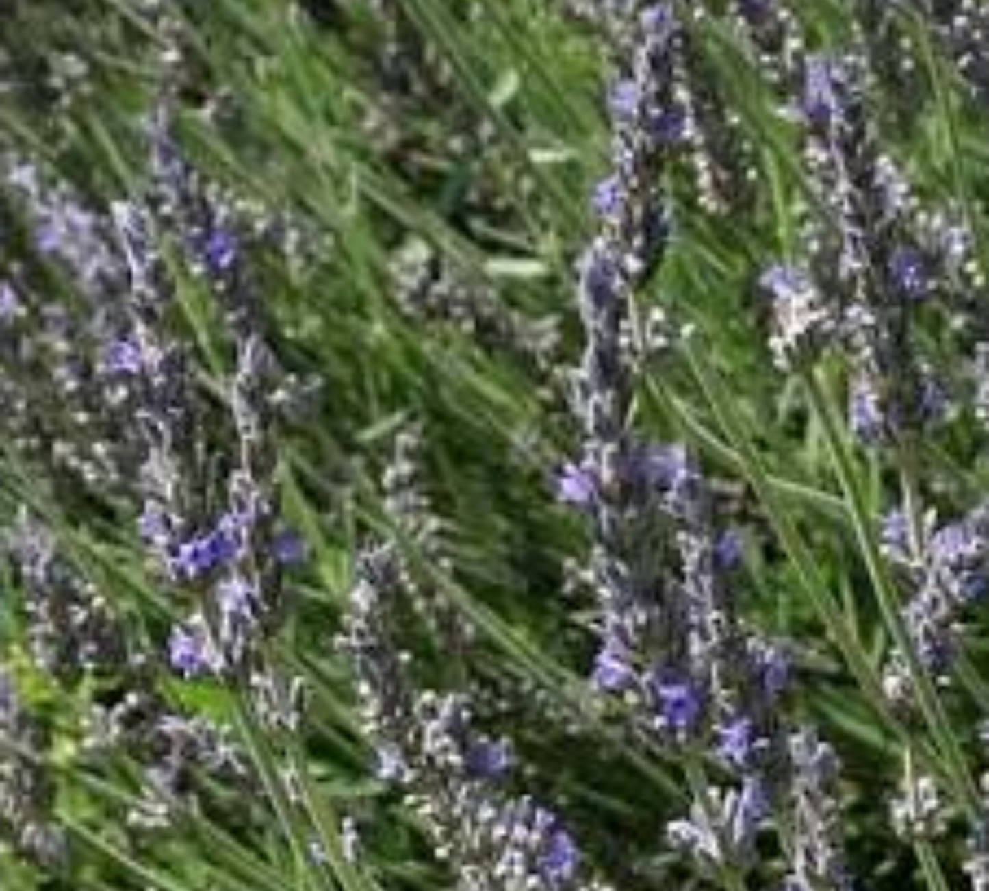 Lavandula heterophilla Devantville v20 cm