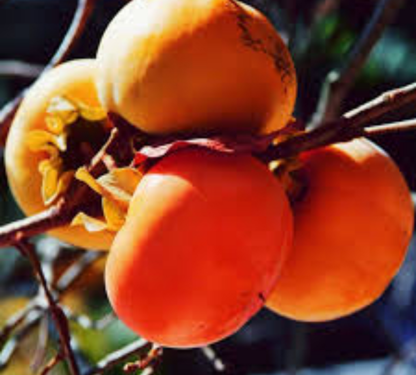 Kako Cioccolatino v20 cm