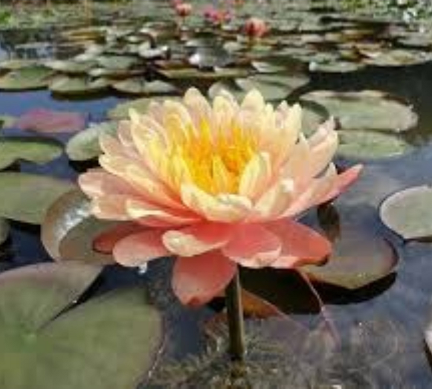 Nymphaea 'Mangkala Ubol'