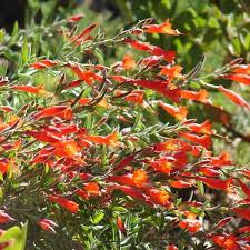 Epilobium canum – Fucsia della California vaso 20 cm