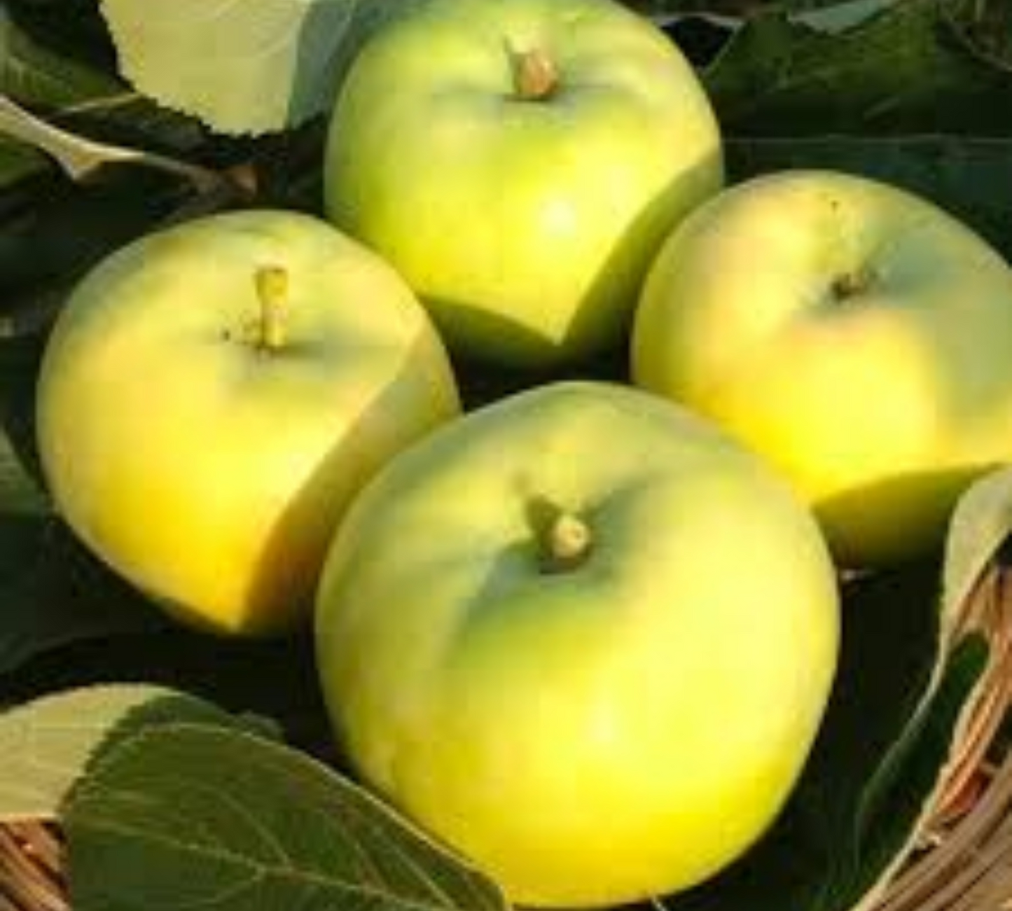 Melo Maiatica v22 cm