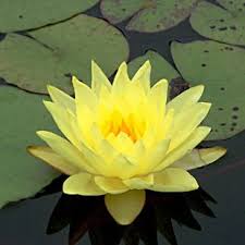 Nymphaea Joey Tomocick