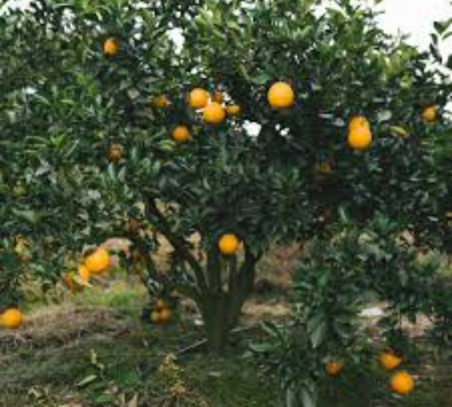 Arancio navelina v20 cm