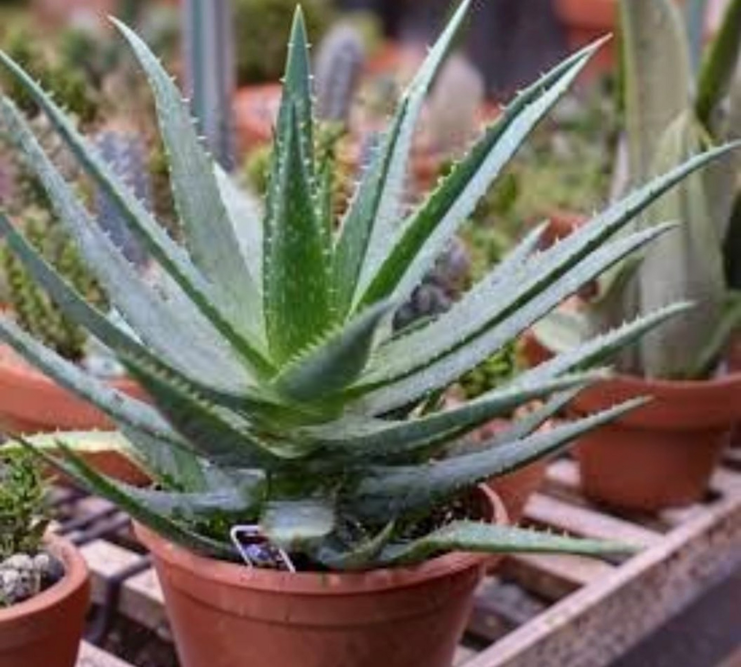 Aloe arborescens v 21 cm