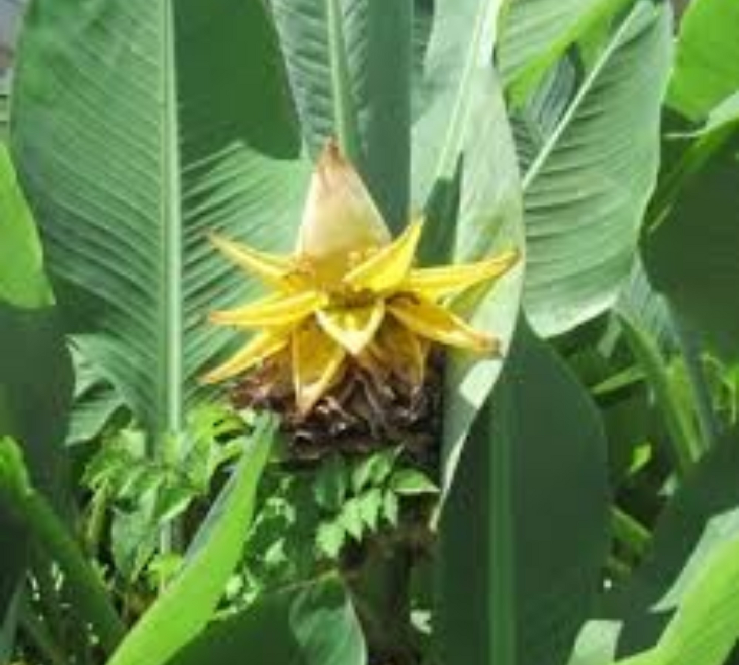 Banano (Musa Acuminata)