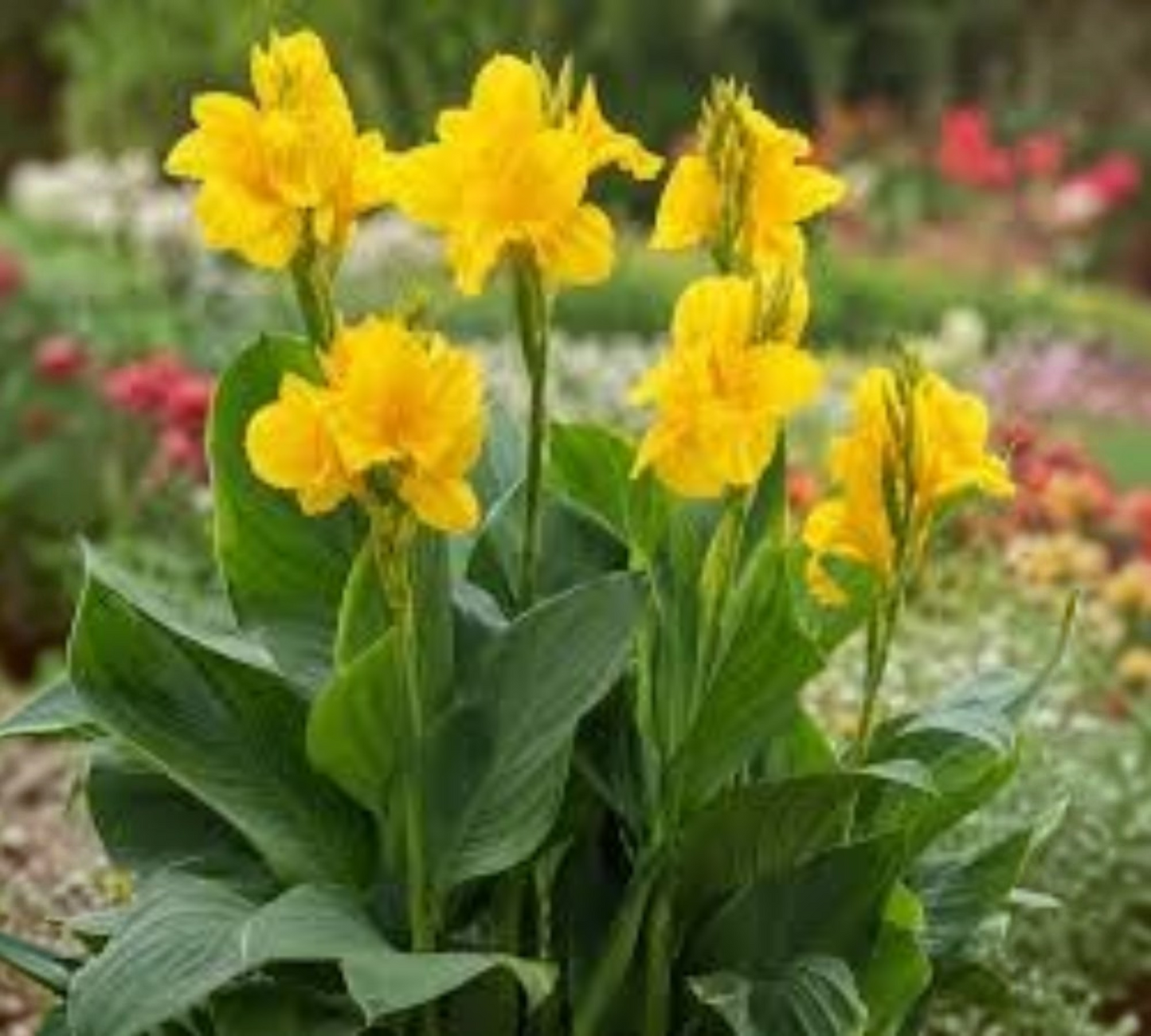 Cannacoro Canna indica gialla v18 cm