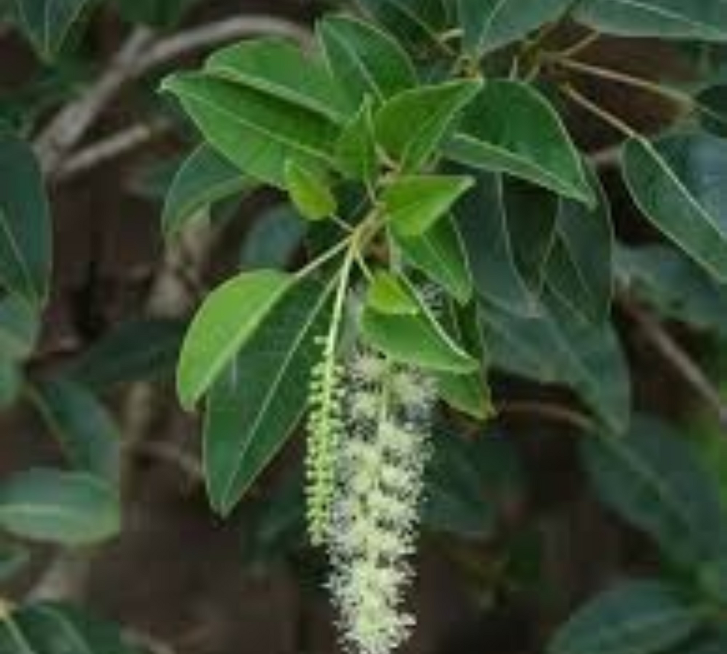 Phytolacca dioica – Ombu v18-55 cm