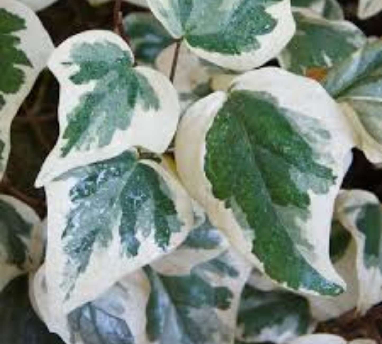 Hedera algeriensis v20 cm