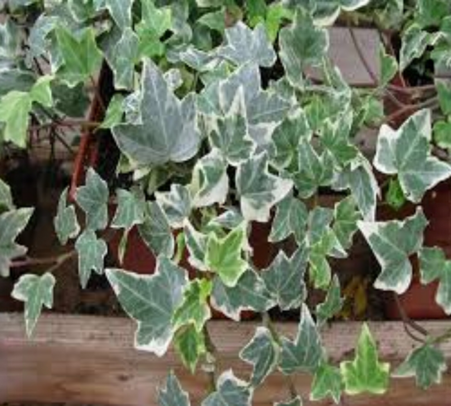 Hederina variegata v20