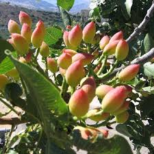 Pistacchio Pistacea Vera n.2 piante maschio+femmina